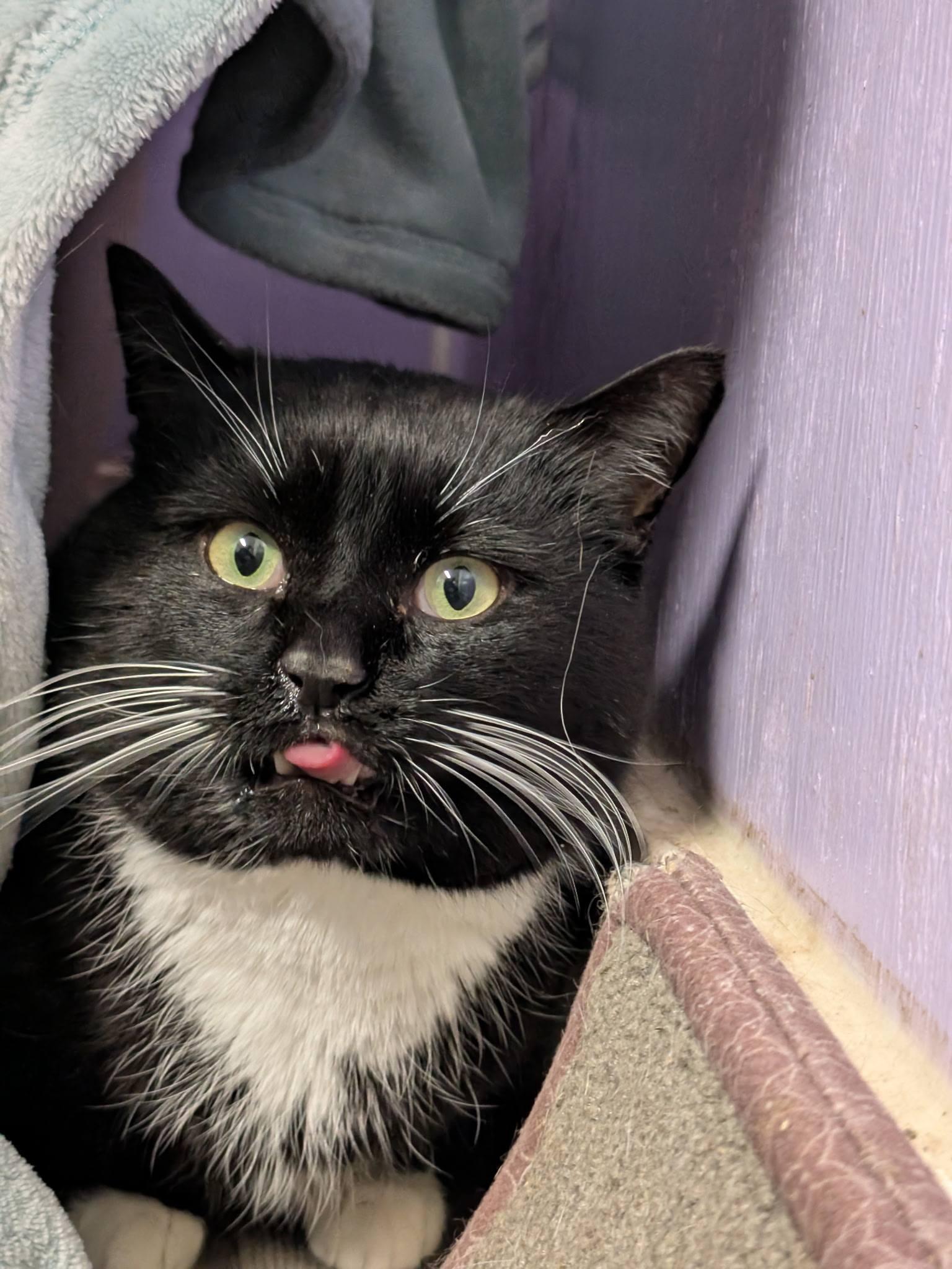 Jack Black, an adopted Domestic Short Hair in Rocky Ridge, MD image 2/4