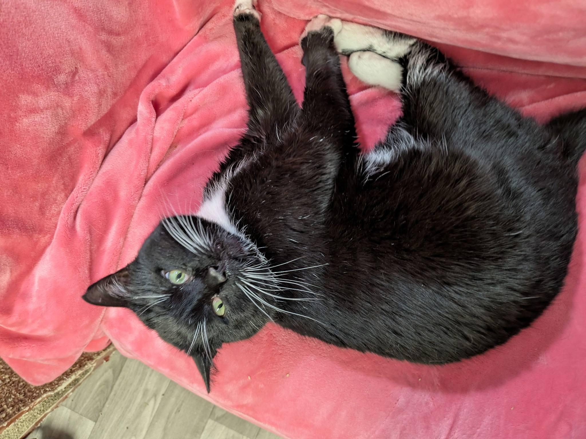 Jack Black, an adopted Domestic Short Hair in Rocky Ridge, MD image 4/4