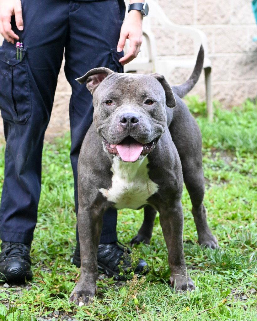 DA 6 Brutis, Adoptable, Adult Male American Bulldog.