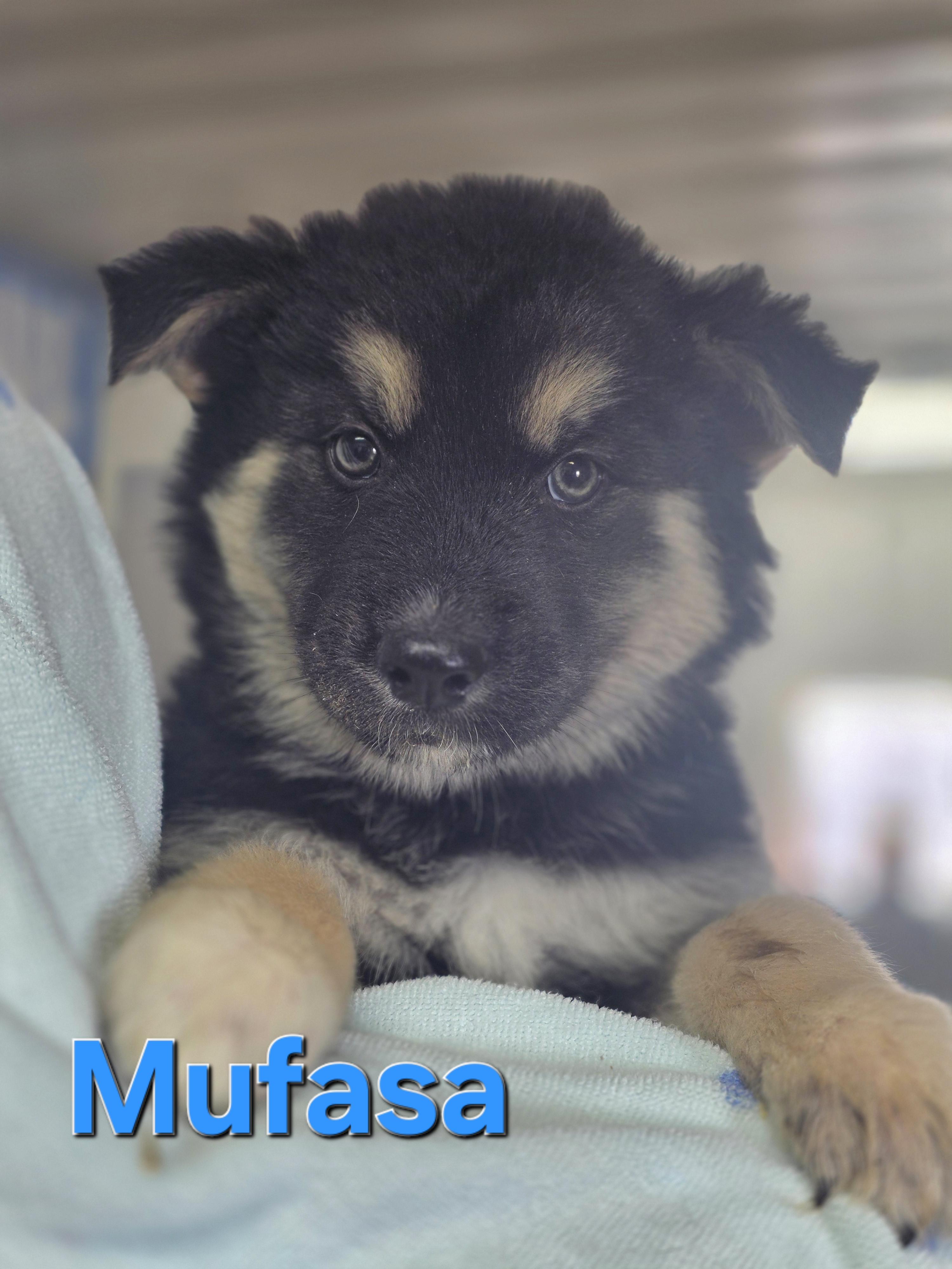 Mufasa, adopted, Puppy Male Husky.