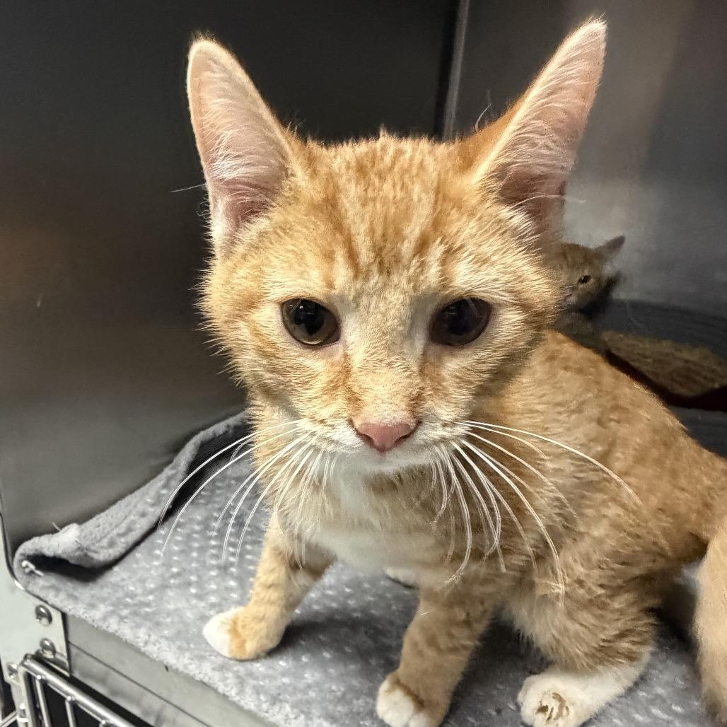 Enlarge Hiro, a Adoptable Domestic Short Hair in Marion, VA image 1/1
