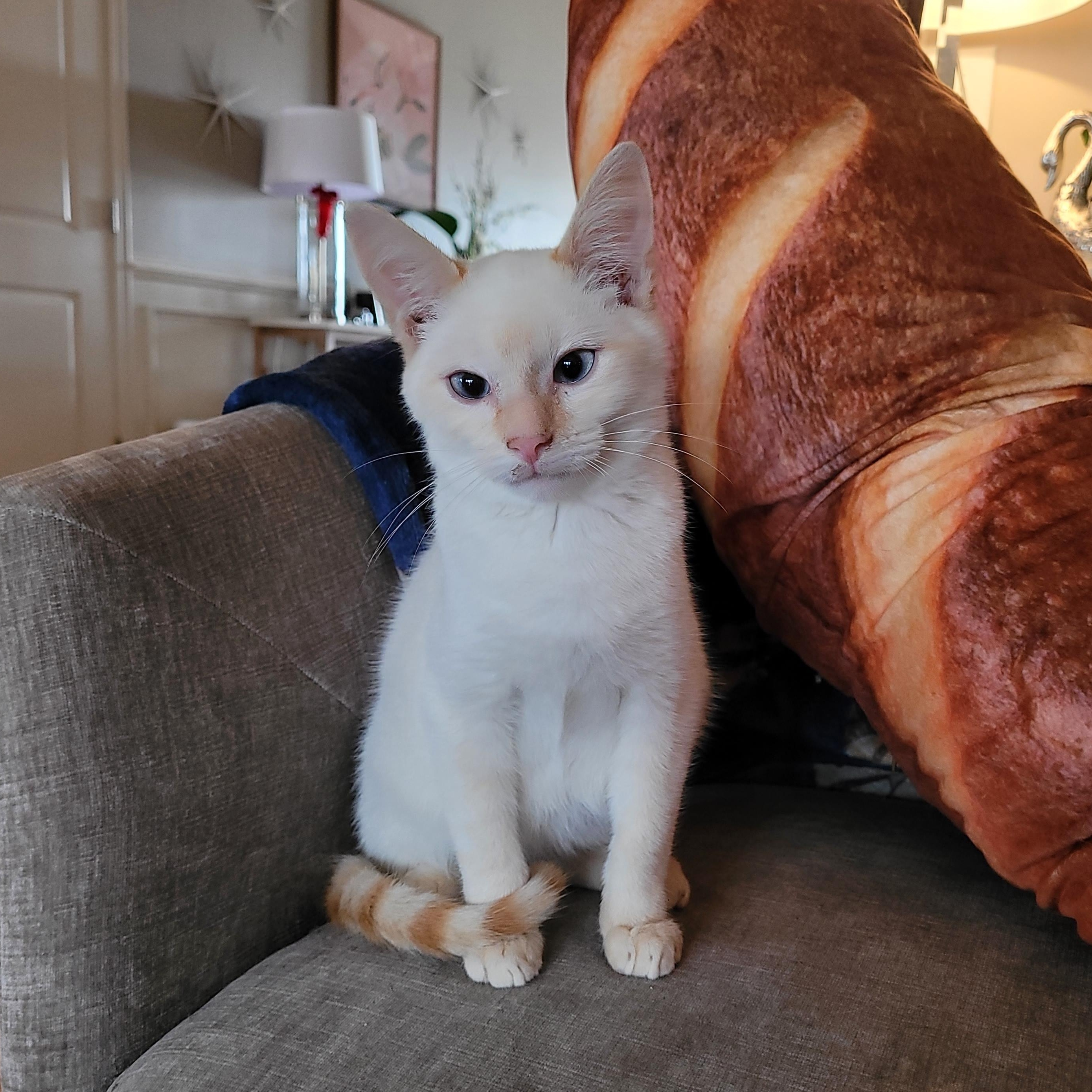 Shortbread, an adopted Domestic Short Hair in Indianapolis, IN image 5/6