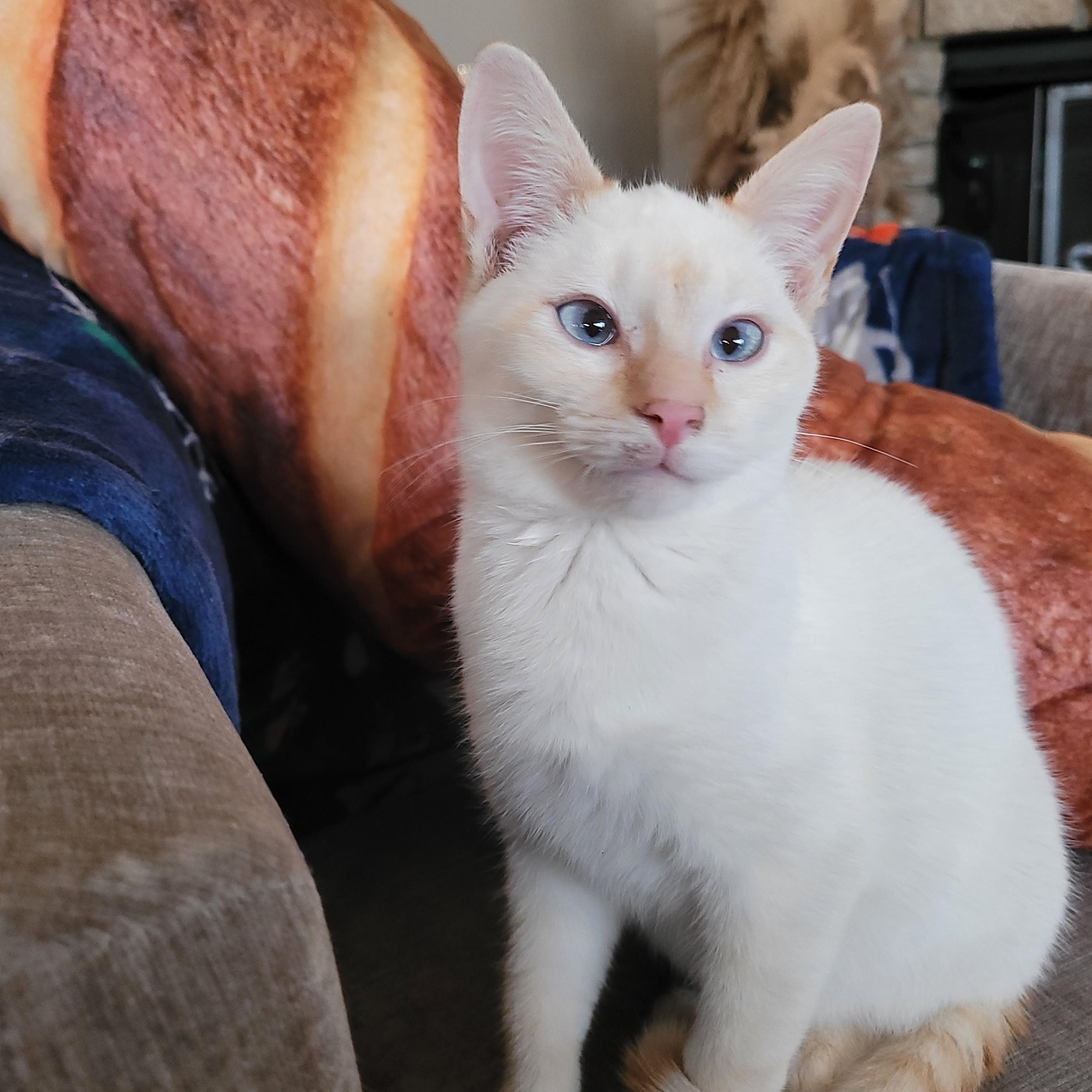 Shortbread, adopted, Young Male Domestic Short Hair.