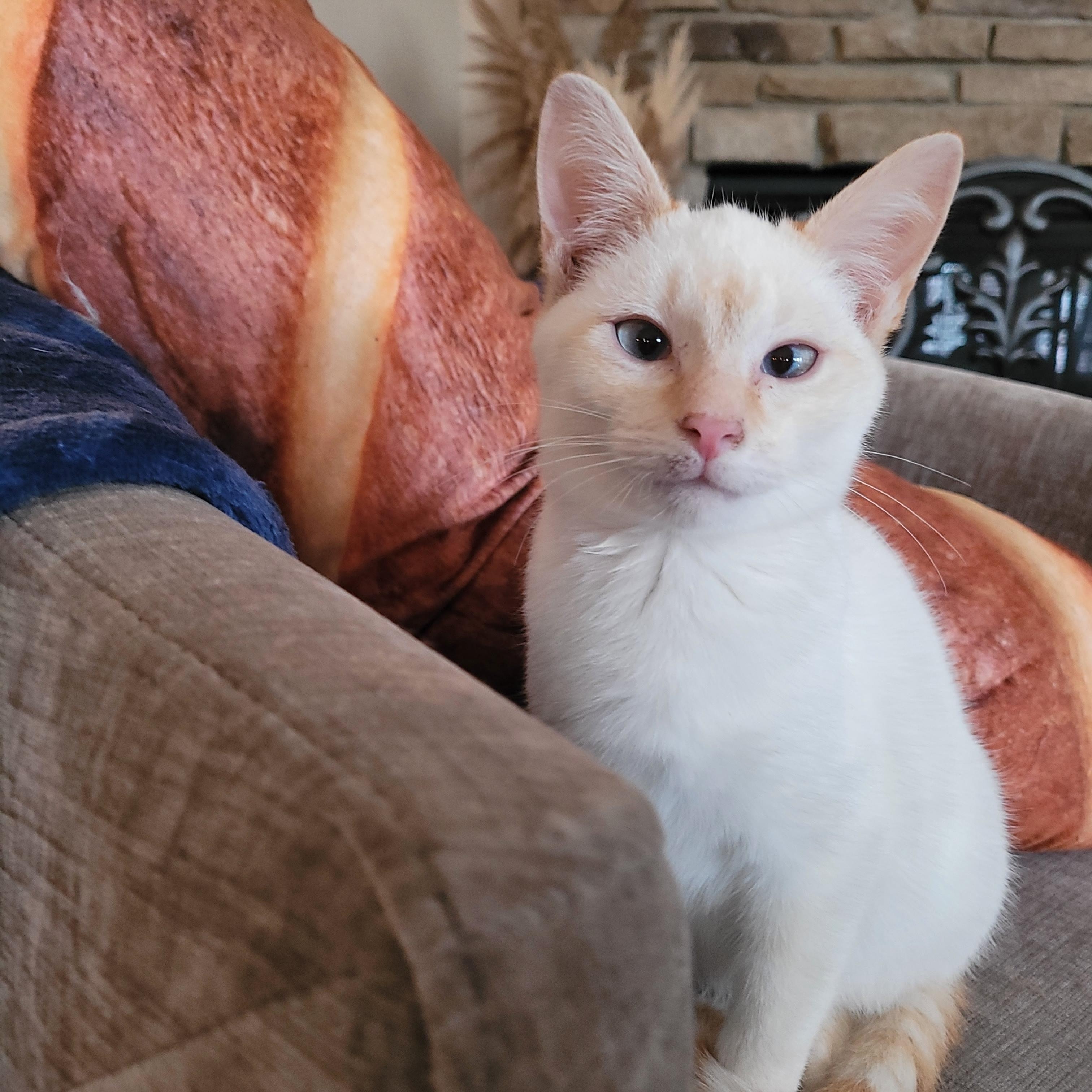 Shortbread, an adopted Domestic Short Hair in Indianapolis, IN image 4/6