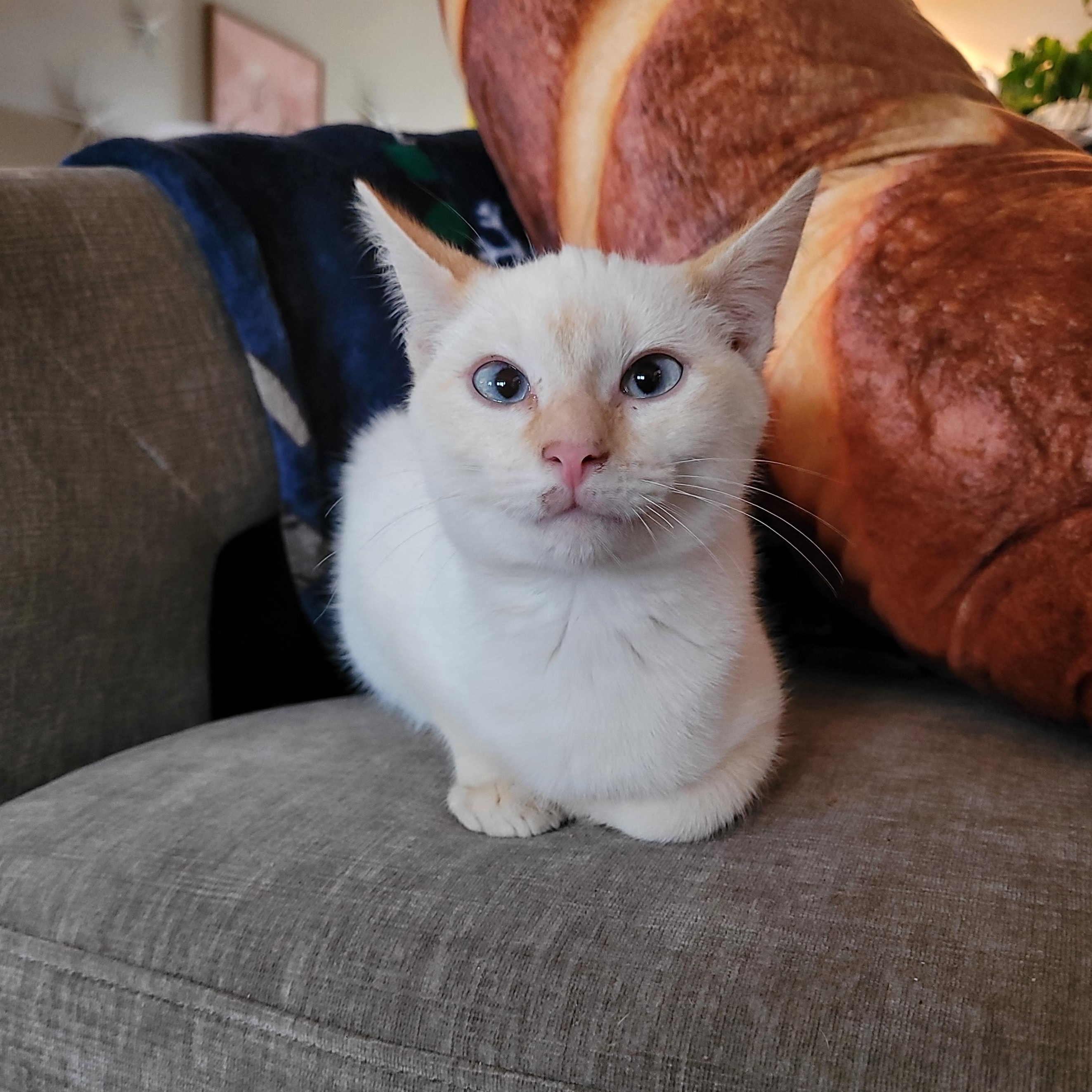 Shortbread, an adopted Domestic Short Hair in Indianapolis, IN image 6/6