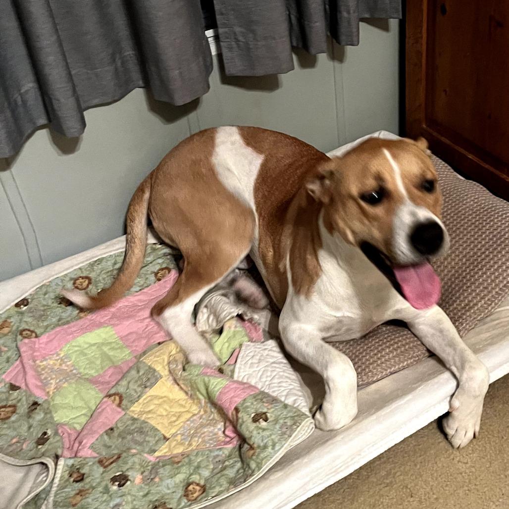 Gunnar, Adoptable, Adult Male Mixed Breed.