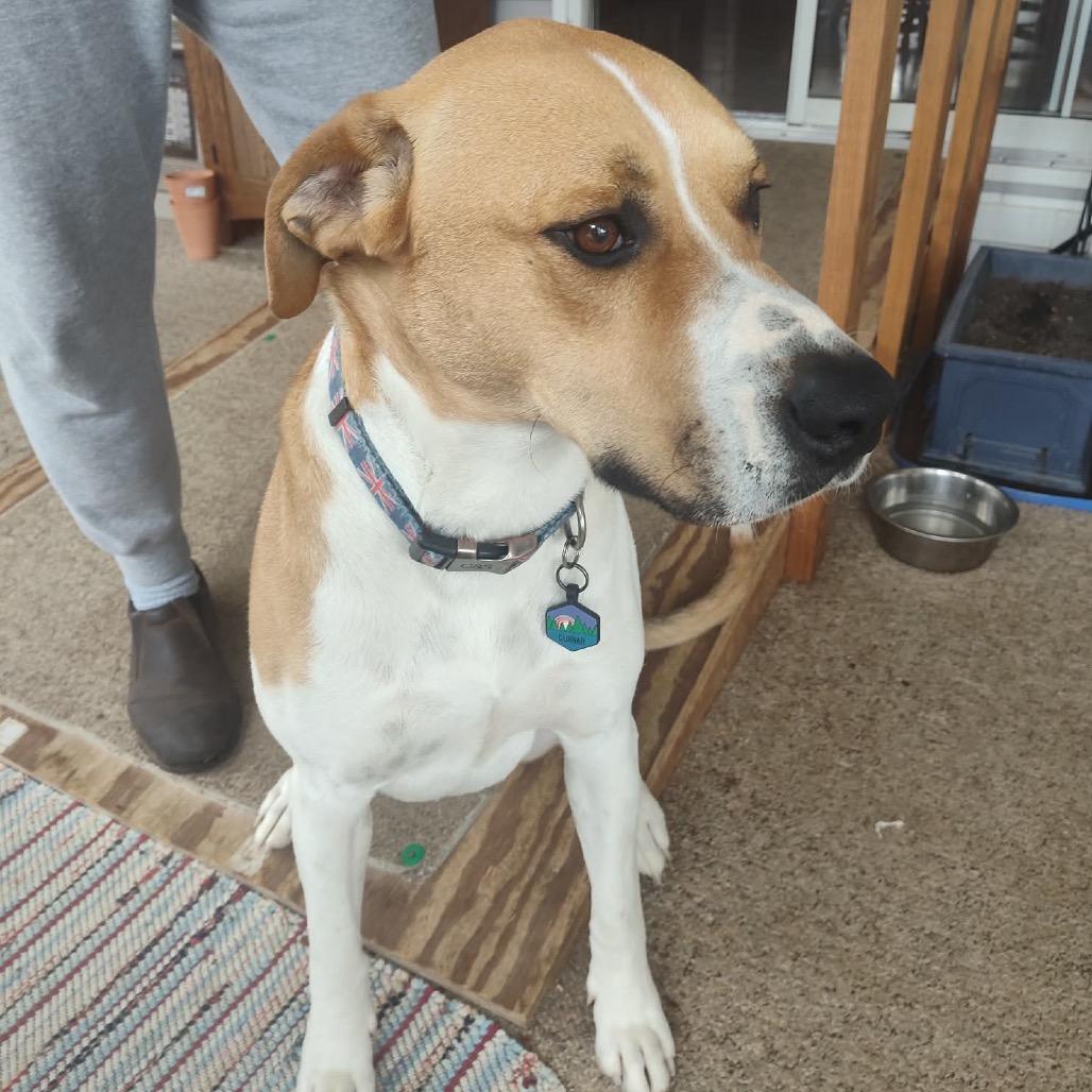 Enlarge Gunnar, a Adoptable Mixed Breed in Evensville, TN image 2/6