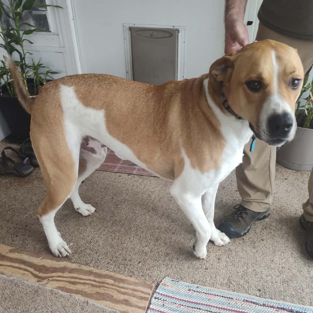 Enlarge Gunnar, a Adoptable Mixed Breed in Evensville, TN image 3/6