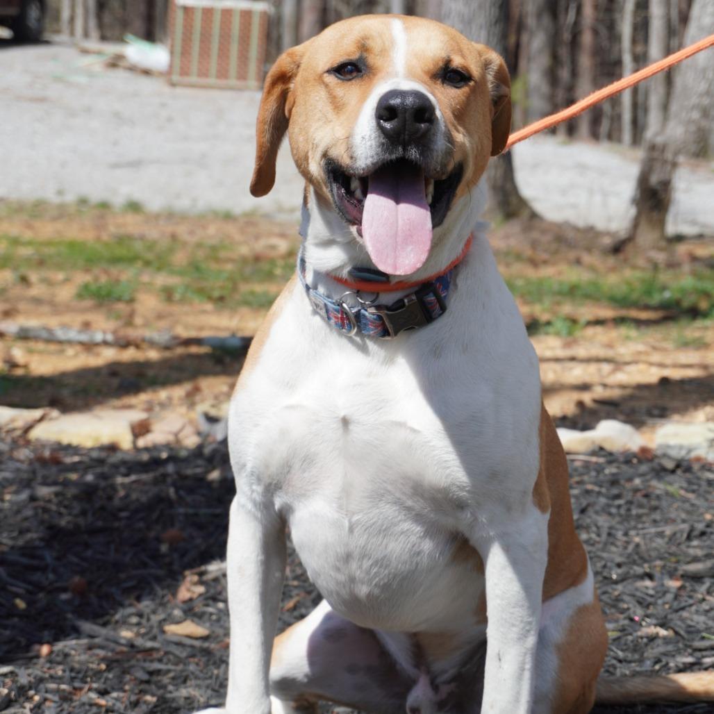 Enlarge Gunnar, a Adoptable Mixed Breed in Evensville, TN image 4/6
