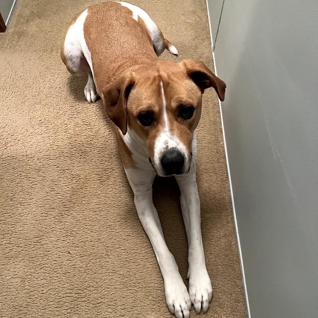 Enlarge Gunnar, a Adoptable Mixed Breed in Evensville, TN image 5/6