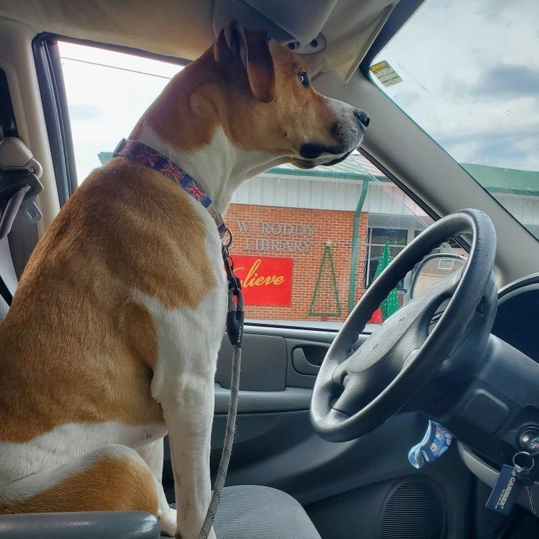 Enlarge Gunnar, a Adoptable Mixed Breed in Evensville, TN image 6/6