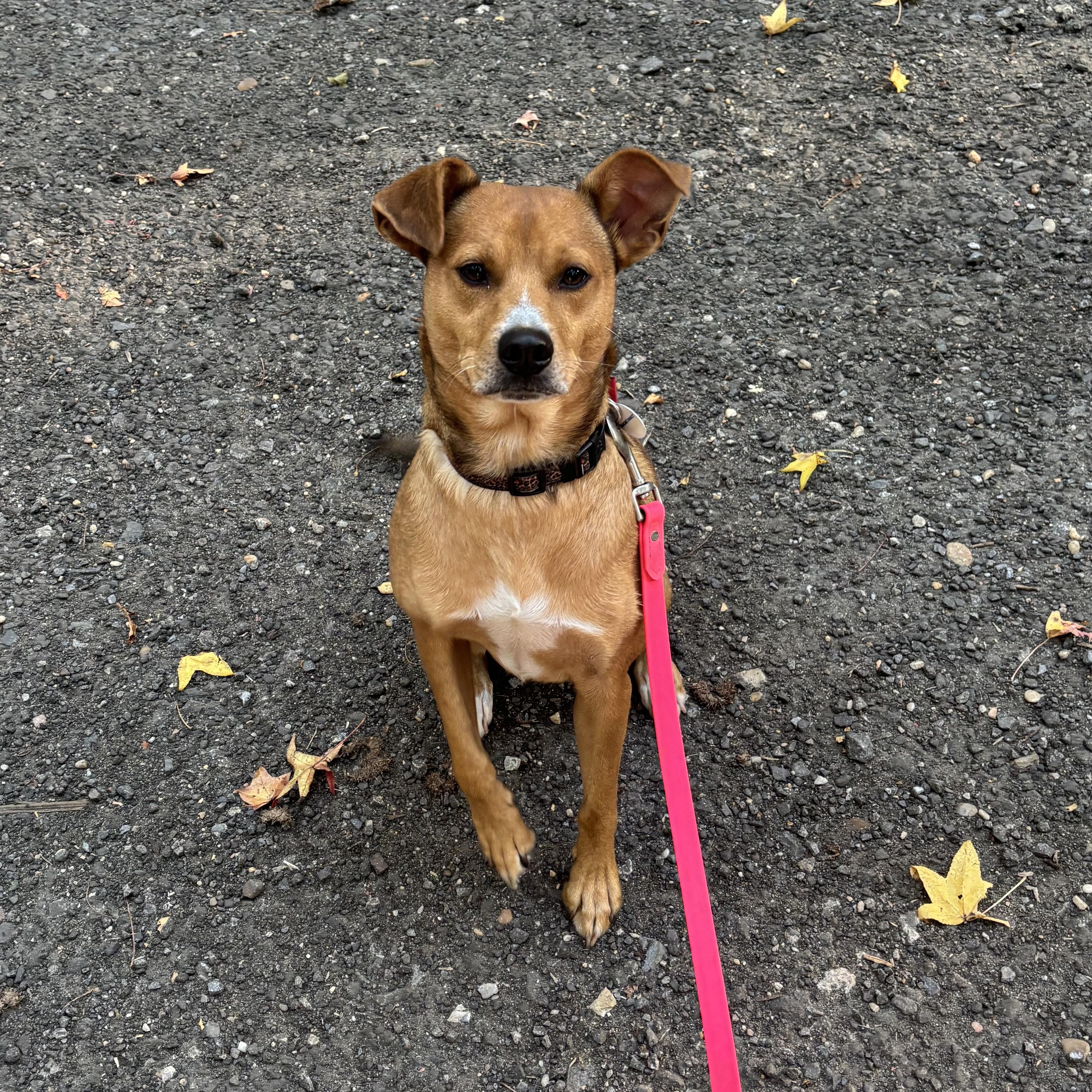 Enlarge Copper, a Adopted mixed breed in Carneys Point, NJ image 1/6