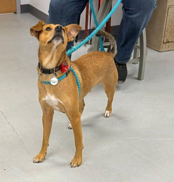 Enlarge Copper, a Adopted mixed breed in Carneys Point, NJ image 2/6