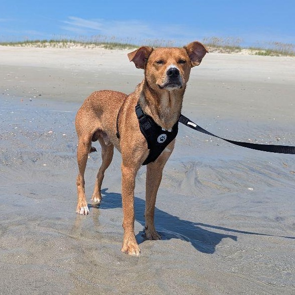 Enlarge Copper, a Adopted mixed breed in Carneys Point, NJ image 3/6