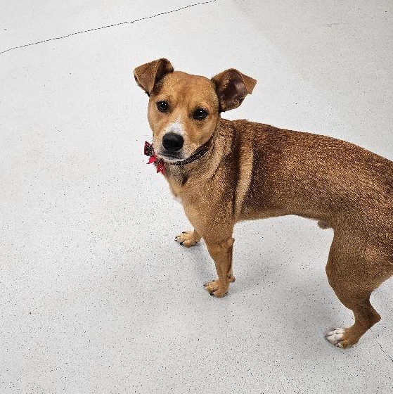 Enlarge Copper, a Adopted mixed breed in Carneys Point, NJ image 5/6
