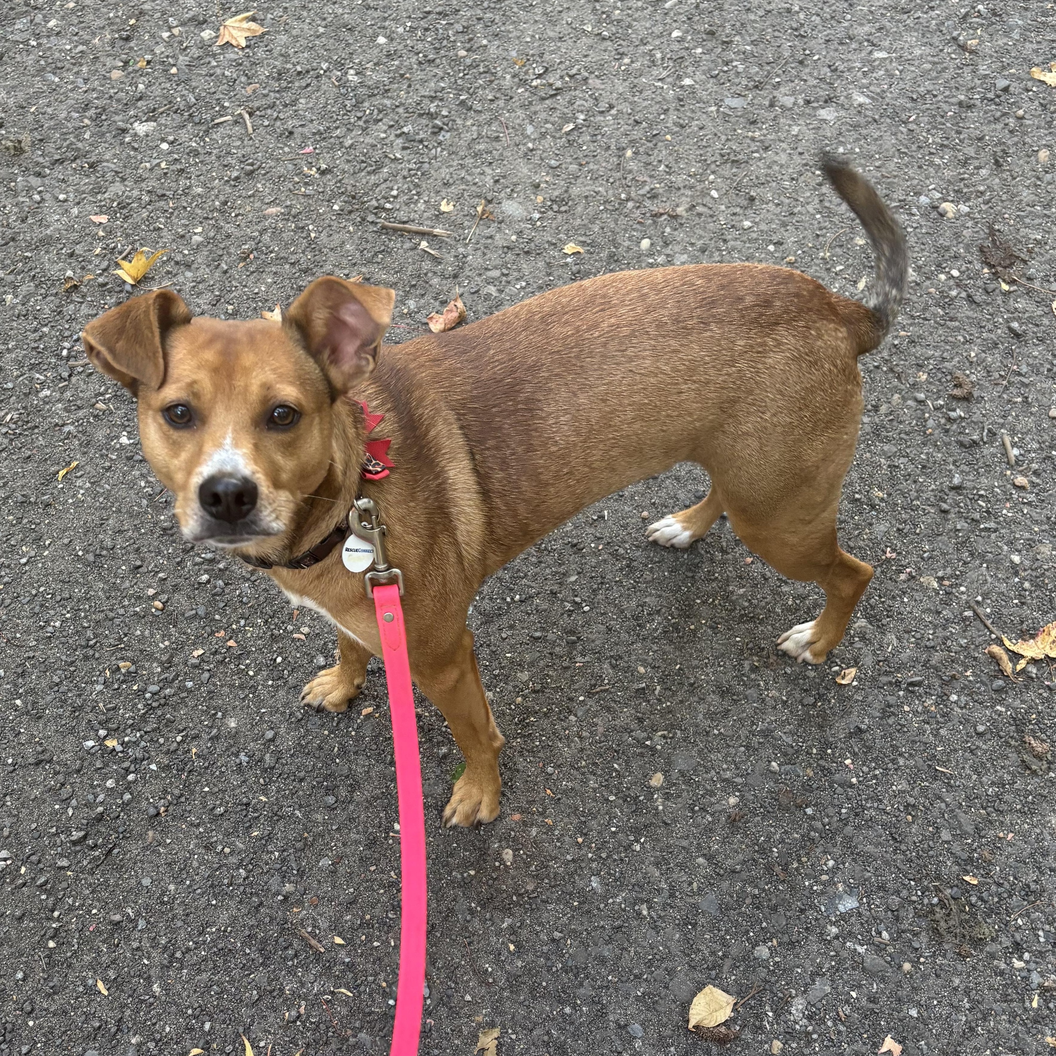 Enlarge Copper, a Adopted mixed breed in Carneys Point, NJ image 6/6