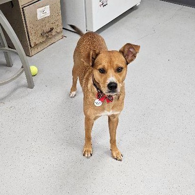 Enlarge Copper, a Adopted mixed breed in Carneys Point, NJ image 4/6