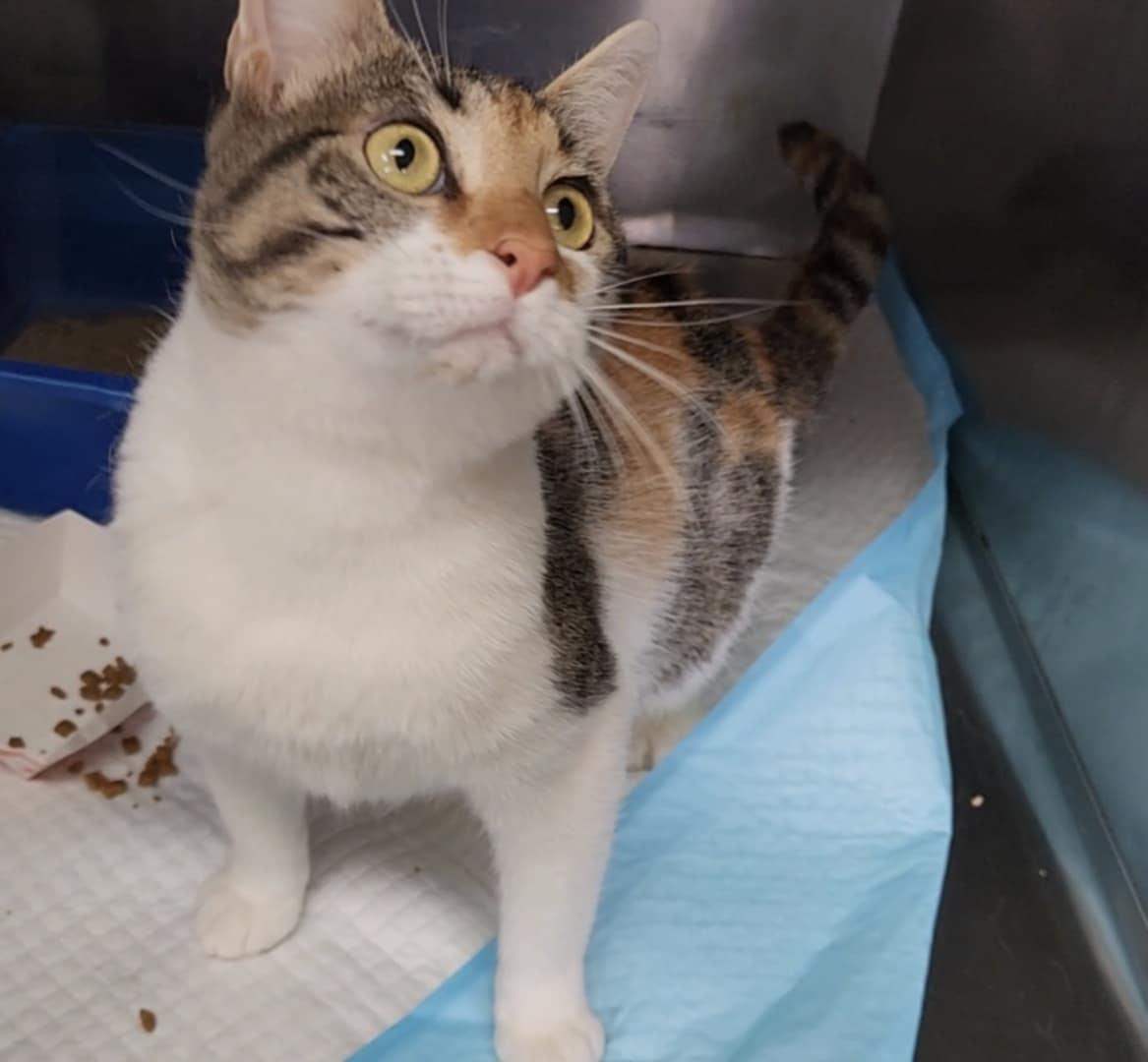 Enlarge Fields, a Adoptable mixed breed in Pineville, LA image 1/1