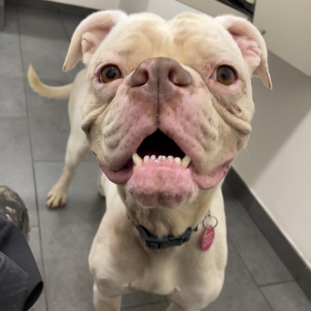 Tinkerbell — thumbnail 3