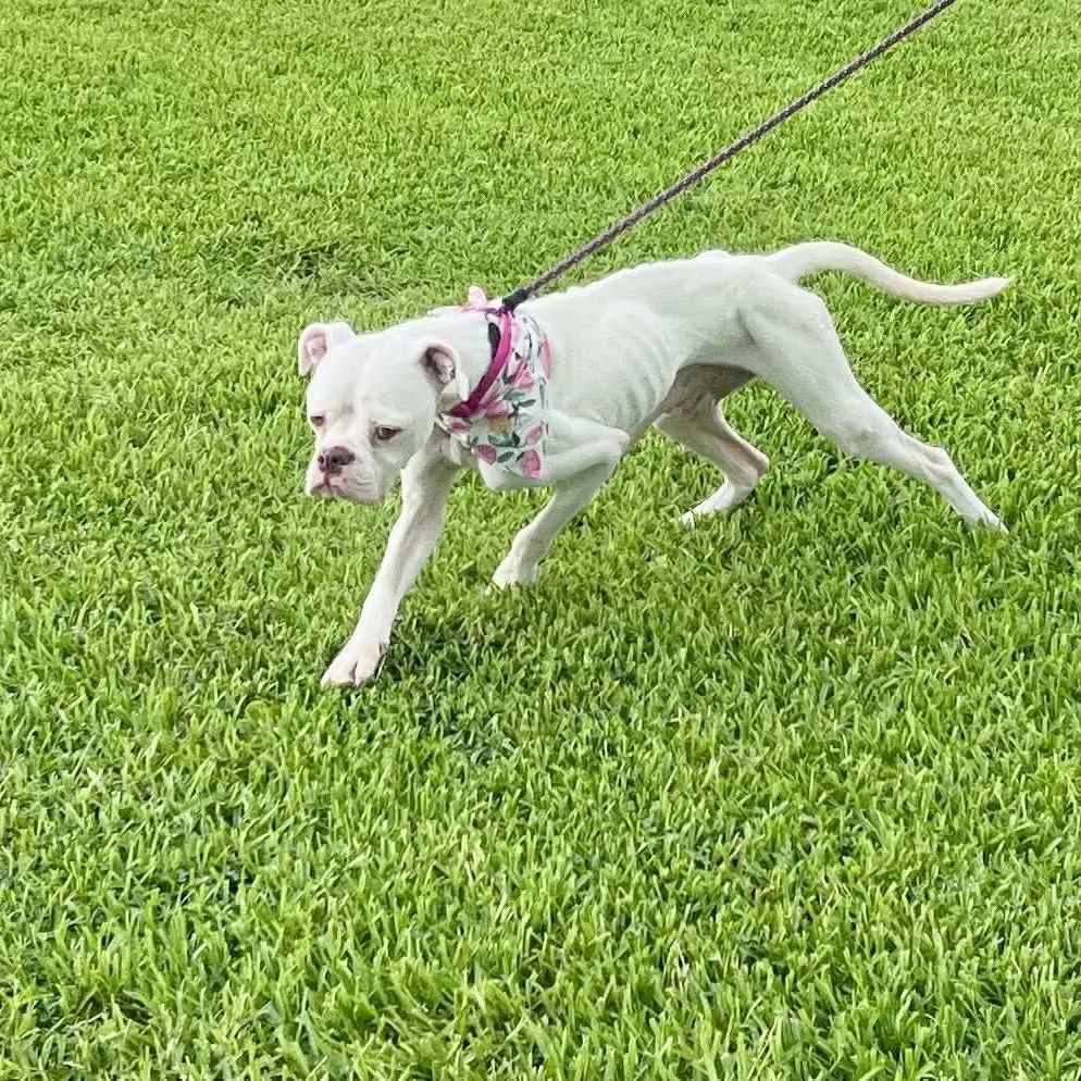 Tinkerbell — thumbnail 5