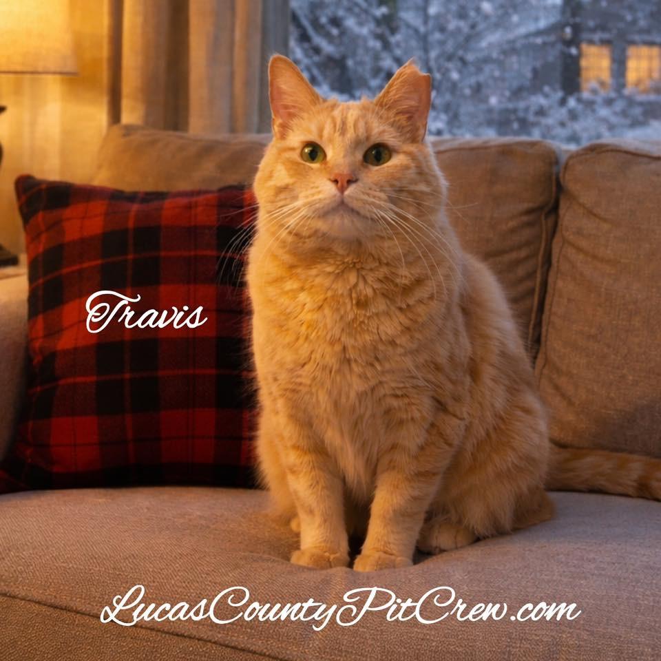 Enlarge Travis, a Adoptable mixed breed in Toledo, OH image 1/1