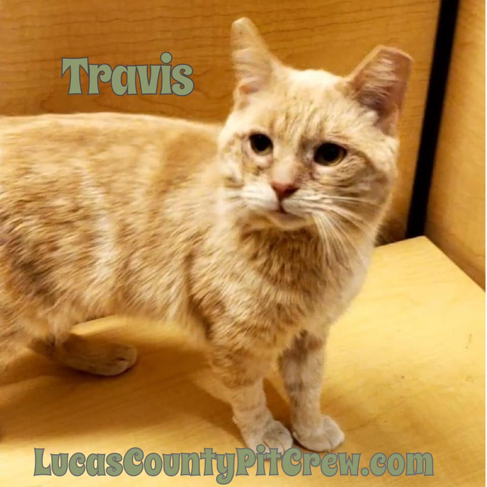 Travis, Adoptable, Adult Male American Shorthair & Domestic Short Hair.