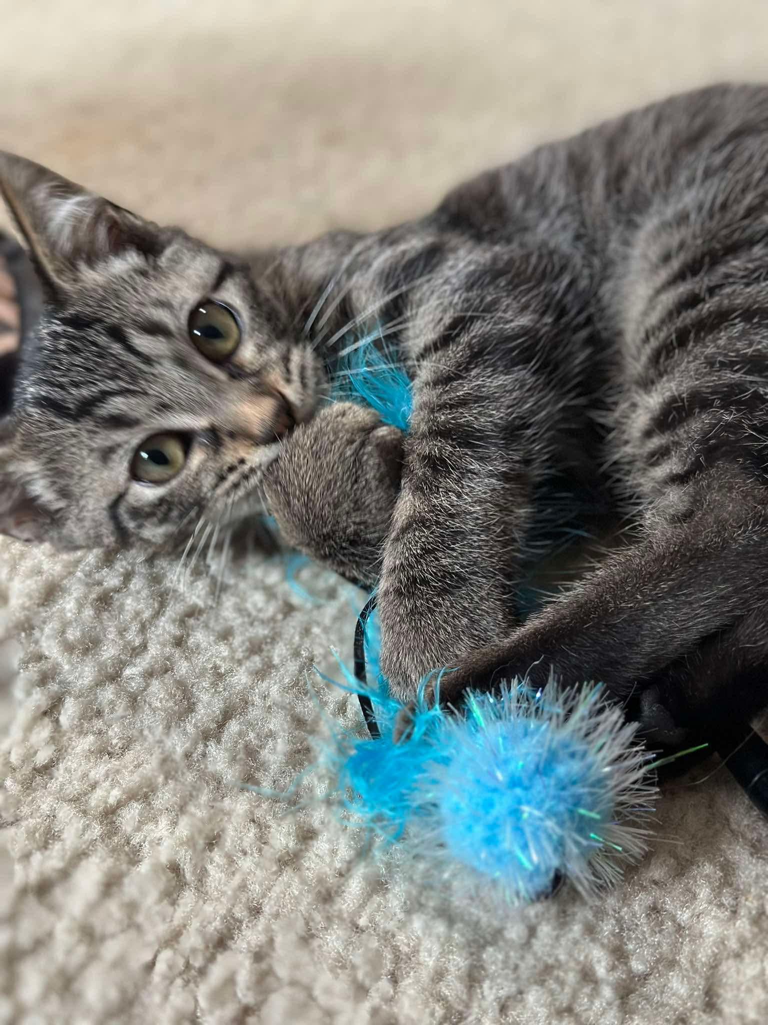 Echo - Sweet and affectionate, a Adoptable Domestic Short Hair in Muskego, WI image 2/6