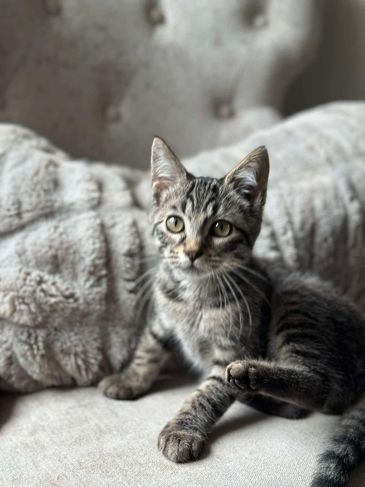 Echo - Sweet and affectionate, a Adoptable Domestic Short Hair in Muskego, WI image 3/6