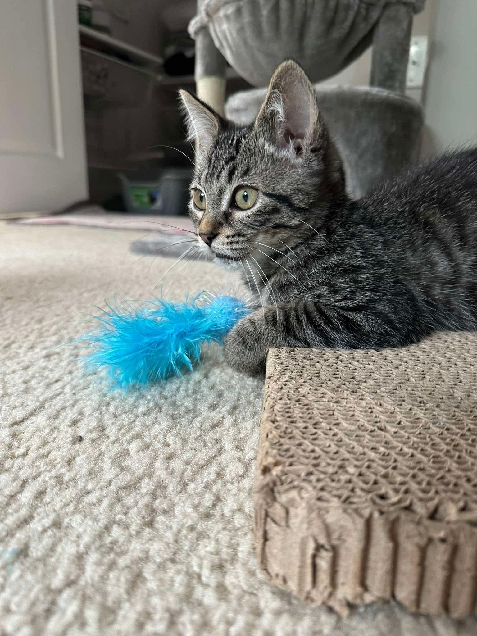 Echo - Sweet and affectionate, a Adoptable Domestic Short Hair in Muskego, WI image 4/6