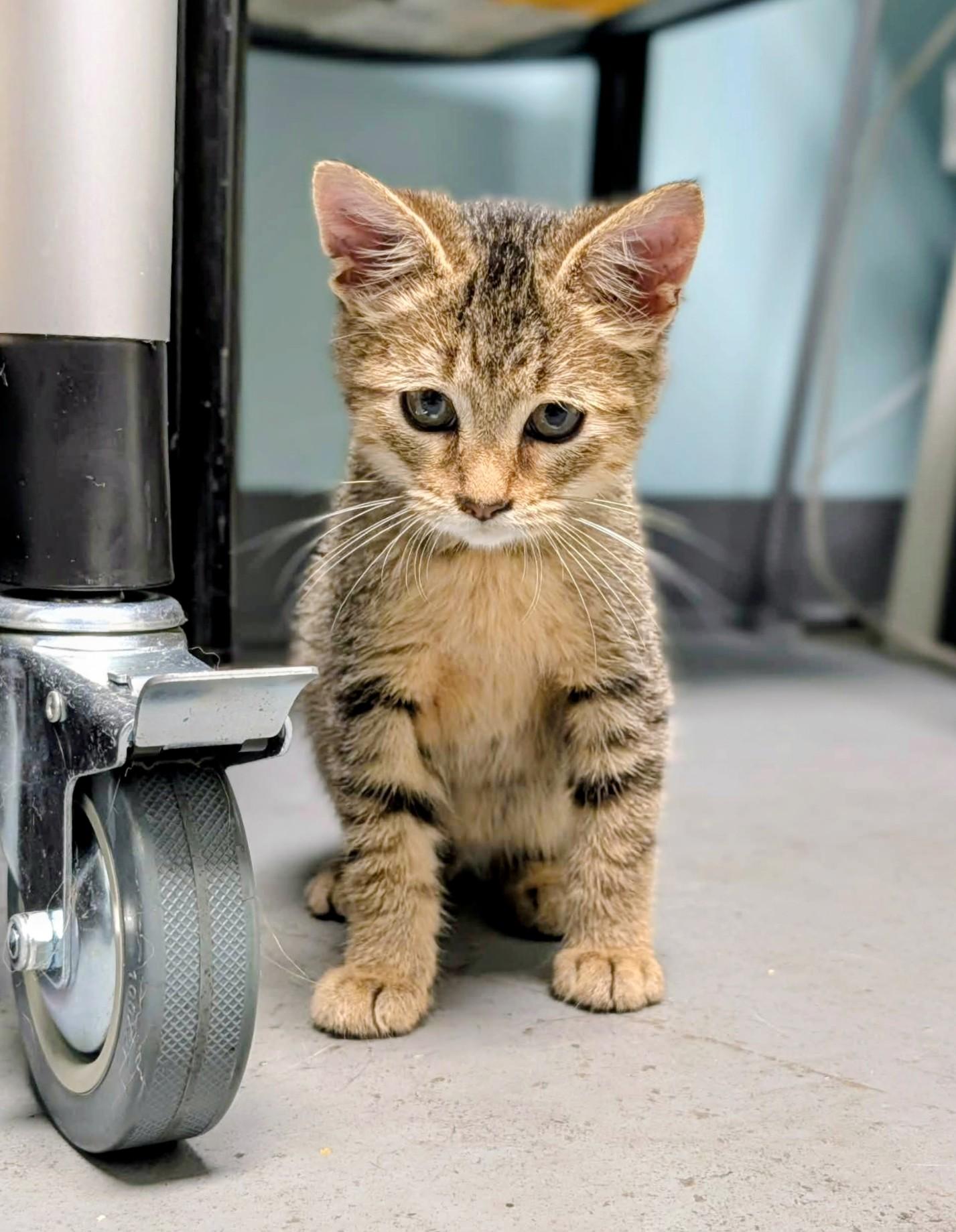 Echo - Sweet and affectionate, a Adoptable Domestic Short Hair in Muskego, WI image 5/6
