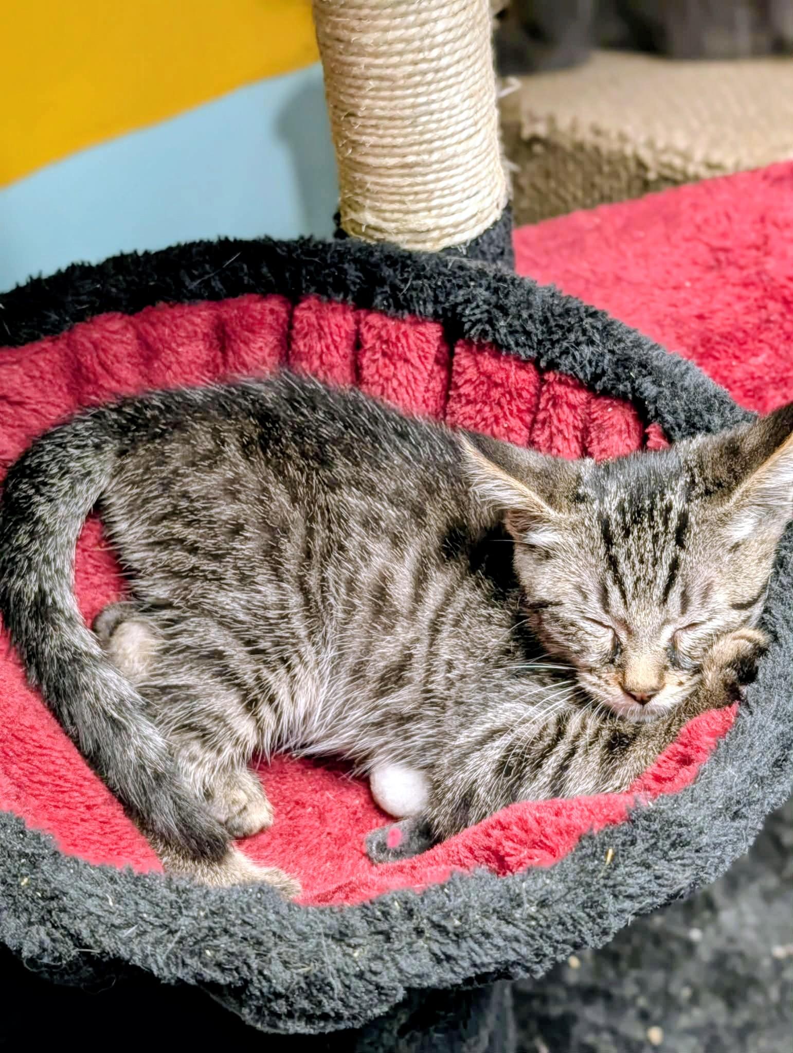 Echo - Sweet and affectionate, a Adoptable Domestic Short Hair in Muskego, WI image 6/6