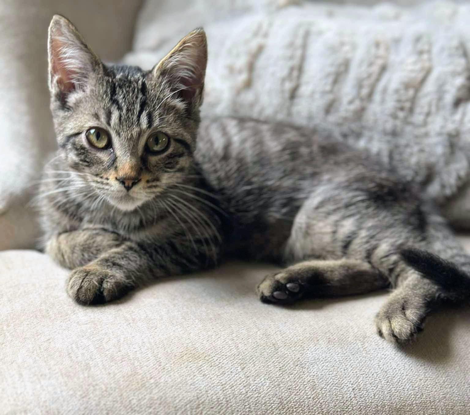 Echo - Sweet and affectionate, a Adoptable Domestic Short Hair in Muskego, WI image 1/6