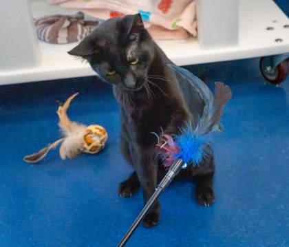 Marty, Adoptable, Adult Male Domestic Short Hair & Domestic Short Hair.