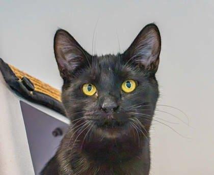 Enlarge Marty, a Adoptable mixed breed in Roseville, CA image 2/3