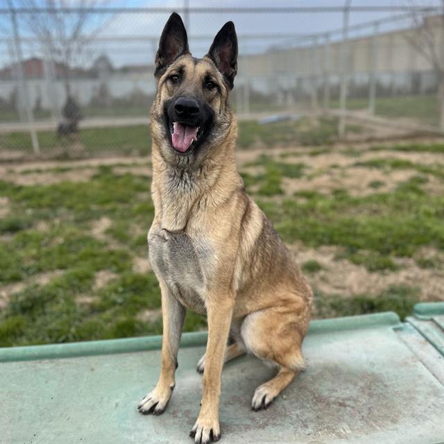 Dakota, Adoptable, Adult Female German Shepherd Dog.