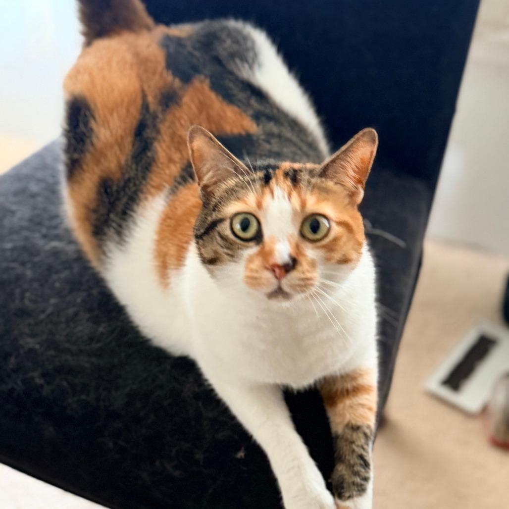 Chloe, Adoptable, Adult Female American Shorthair.