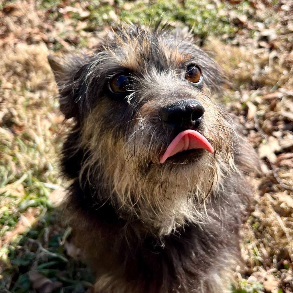 Enlarge Valentine, an adopted Mixed Breed in Greensboro, NC image 2/2