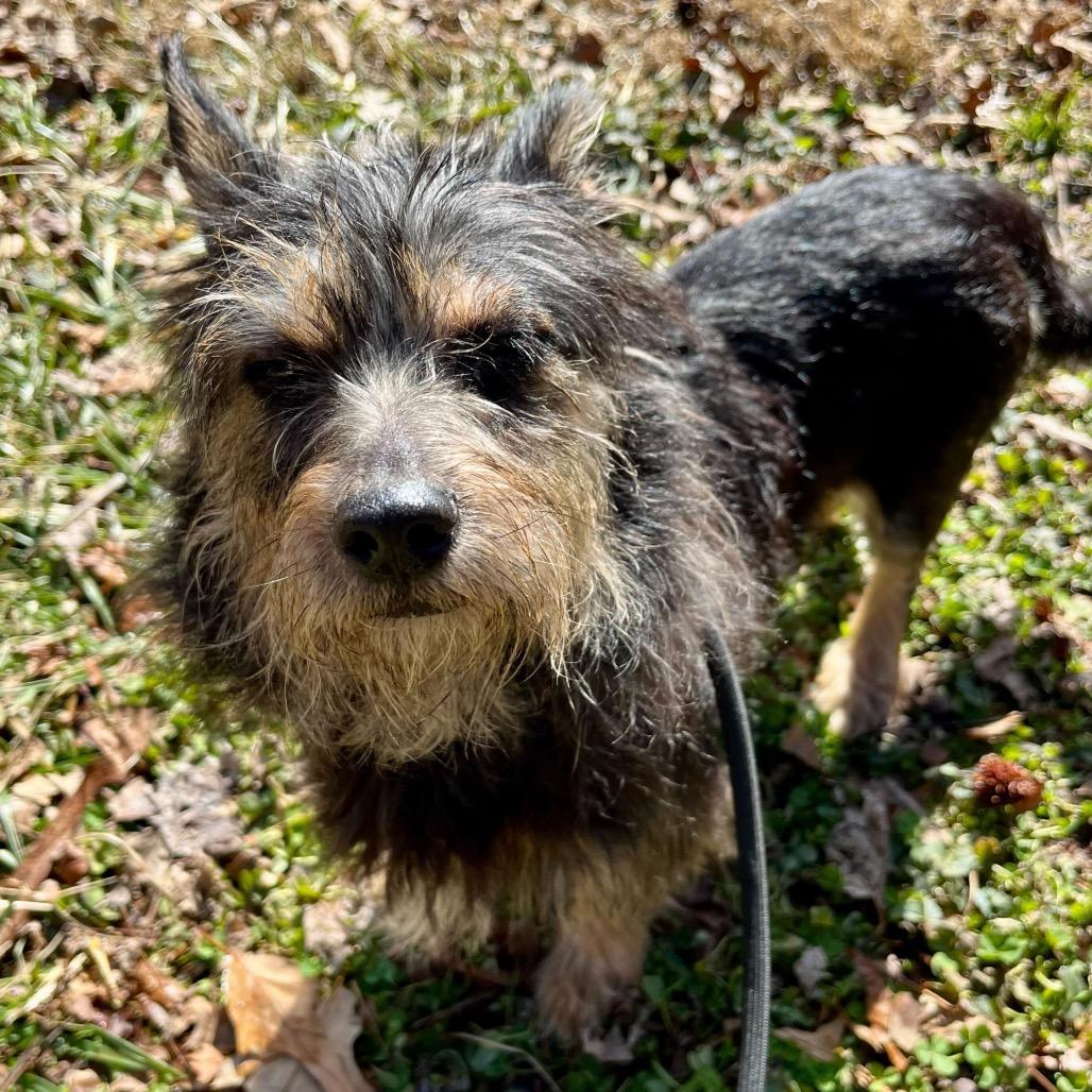 Valentine, adopted, Adult Female Mixed Breed.