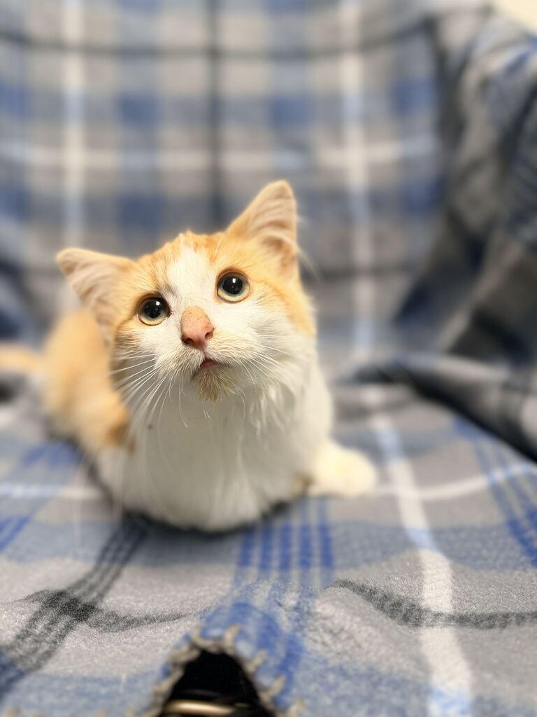 Enlarge Auggie, a Adopted Domestic Long Hair in Jackson, MI image 2/3