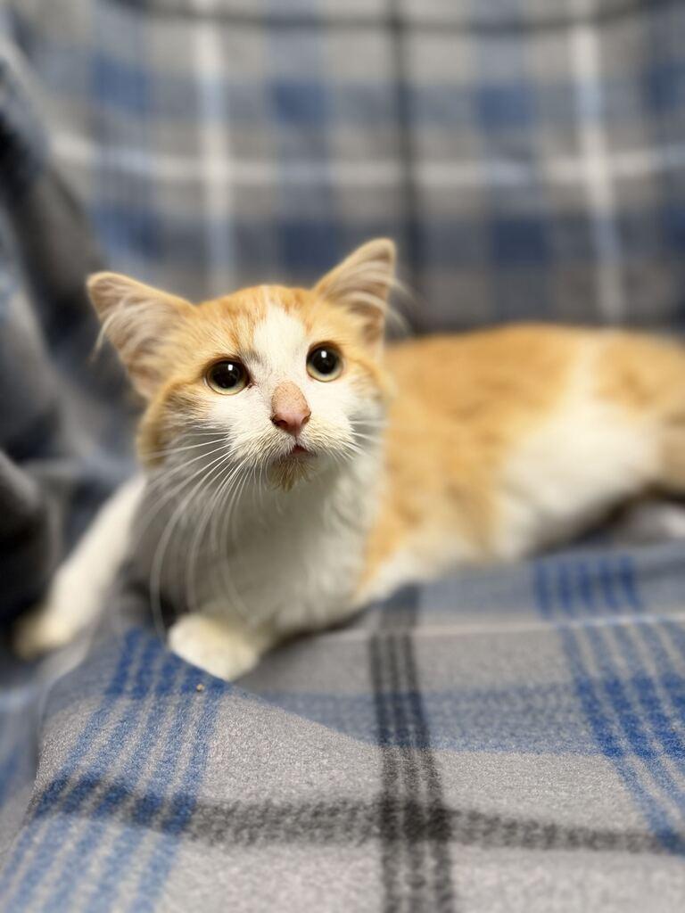 Enlarge Auggie, a Adopted Domestic Long Hair in Jackson, MI image 3/3