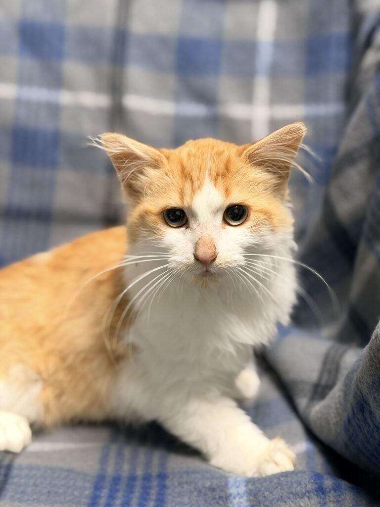 Auggie, Adopted, Kitten Male Domestic Long Hair.