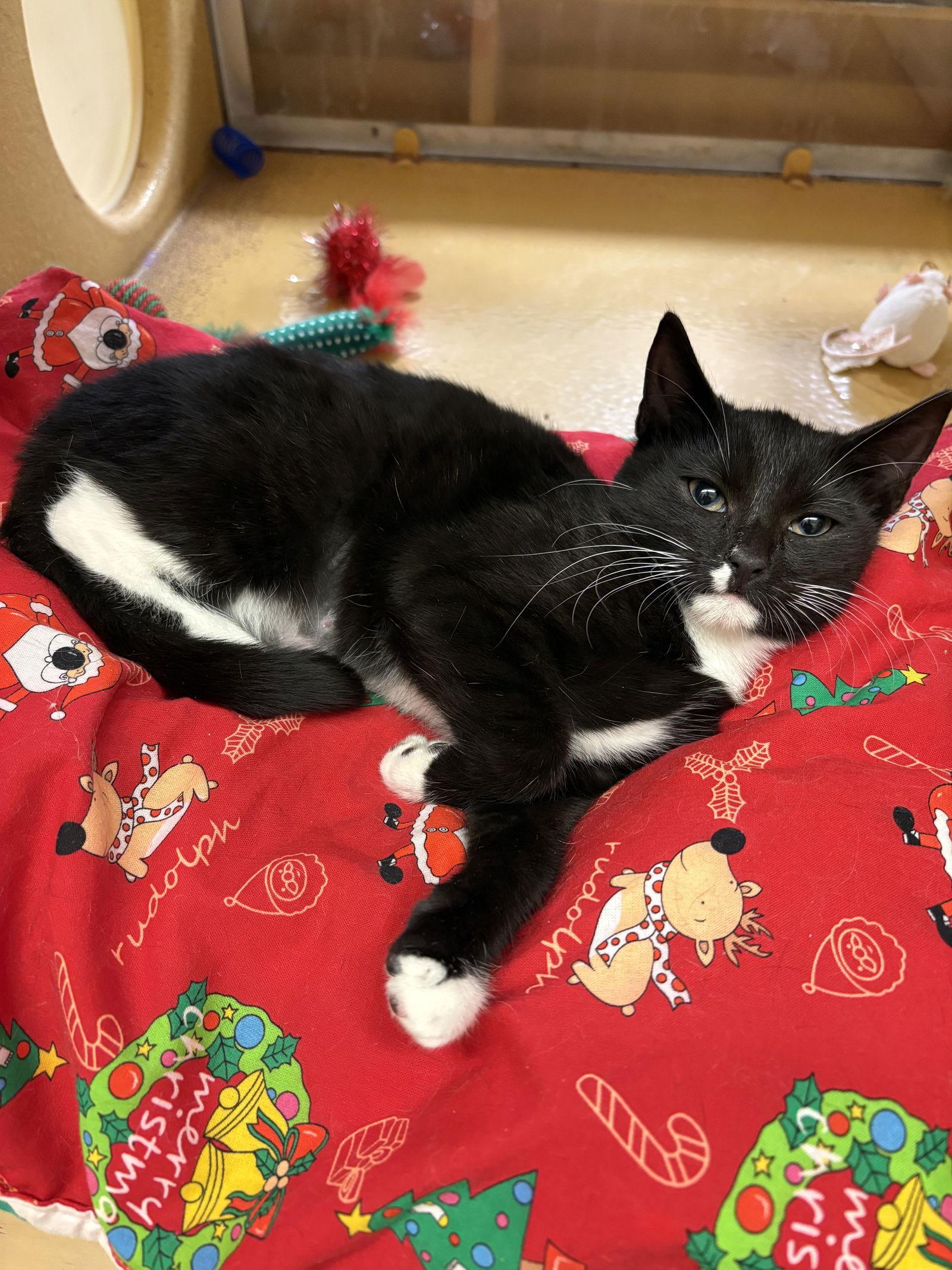 Cindy Crawford, Adopted, Kitten Female Tuxedo & Domestic Short Hair.