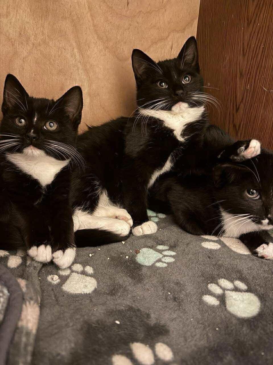 Enlarge Cindy Crawford, a Adopted mixed breed in Yardley, PA image 3/3