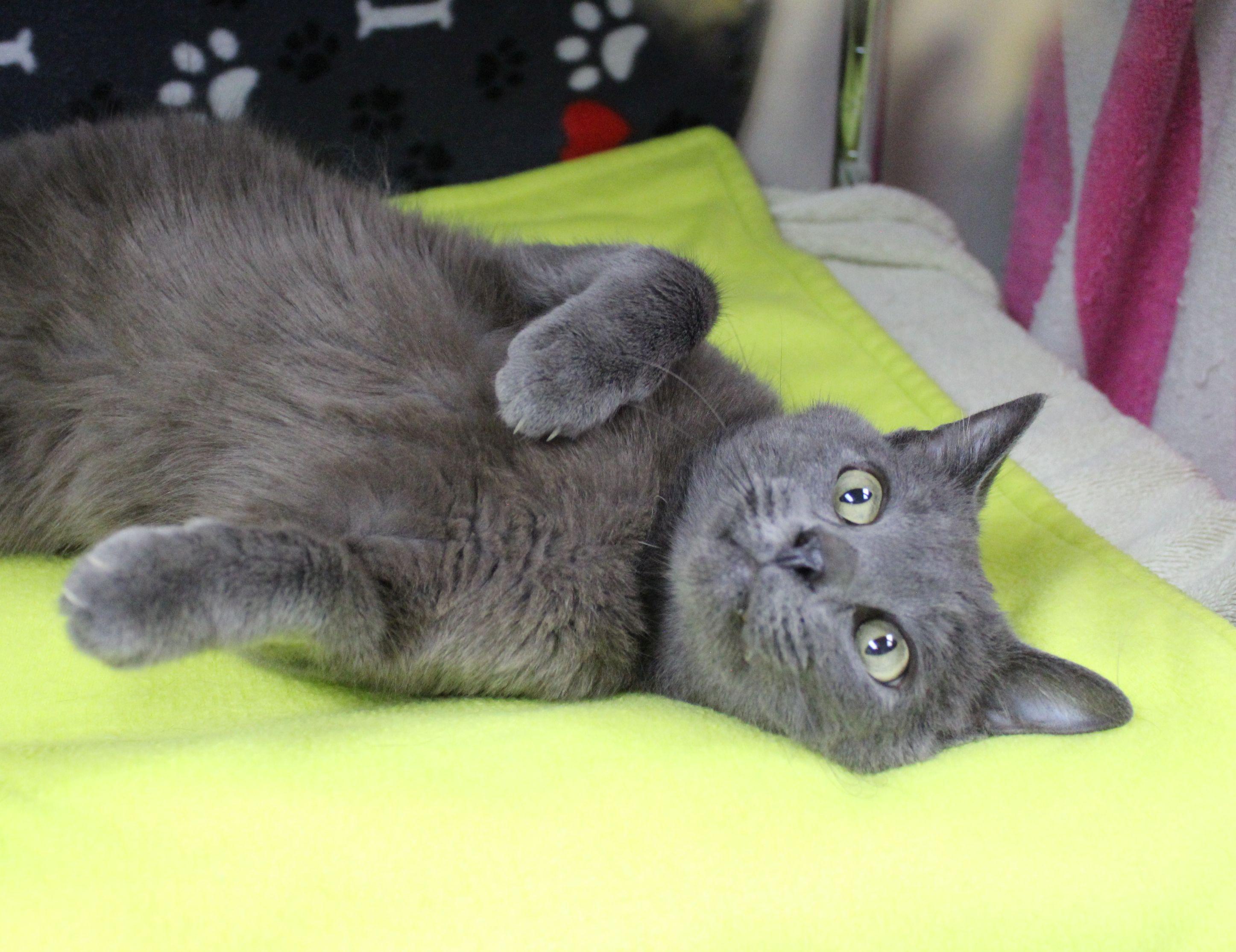 Enlarge Major, a Adoptable Domestic Short Hair in Portage, WI image 1/2