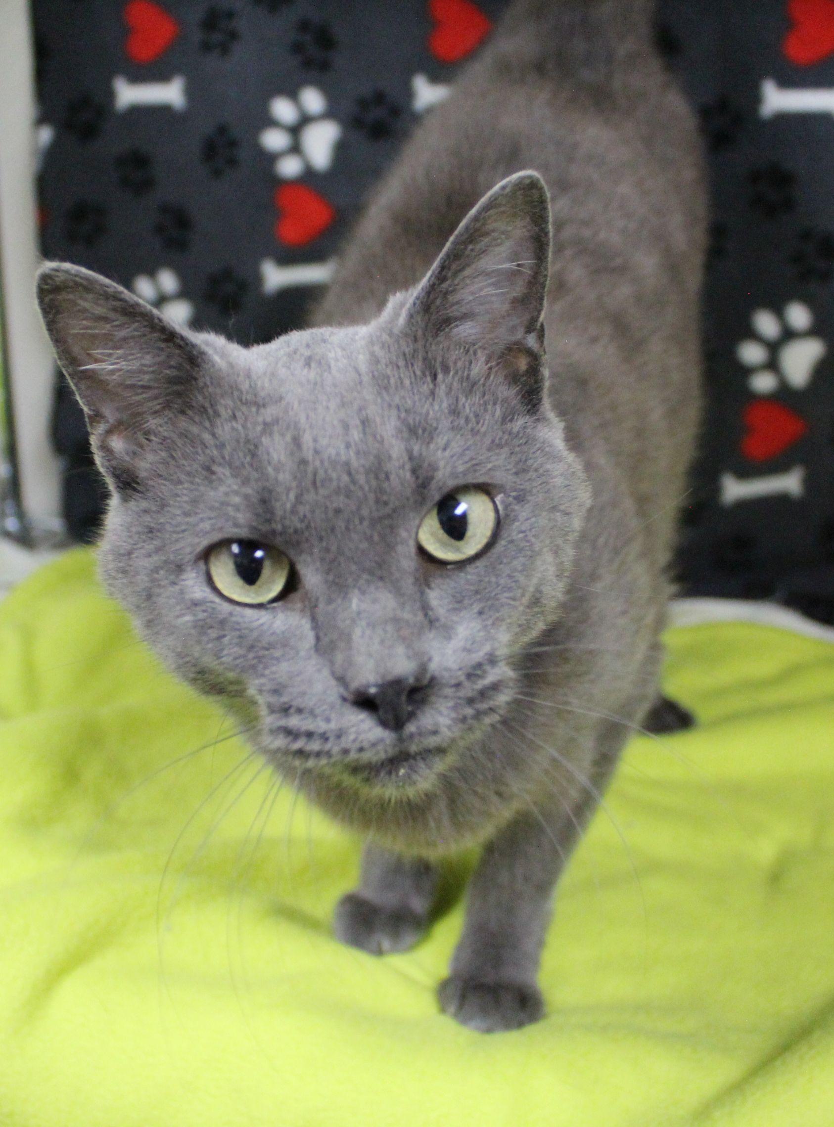 Enlarge Major, a Adoptable Domestic Short Hair in Portage, WI image 2/2