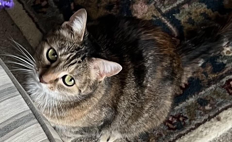 Ting Ting, an adopted mixed breed in Bridgeport, CT image 3/5