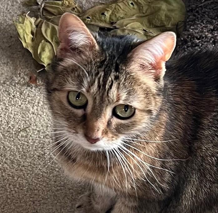 Ting Ting, adopted, Young Female Domestic Medium Hair.