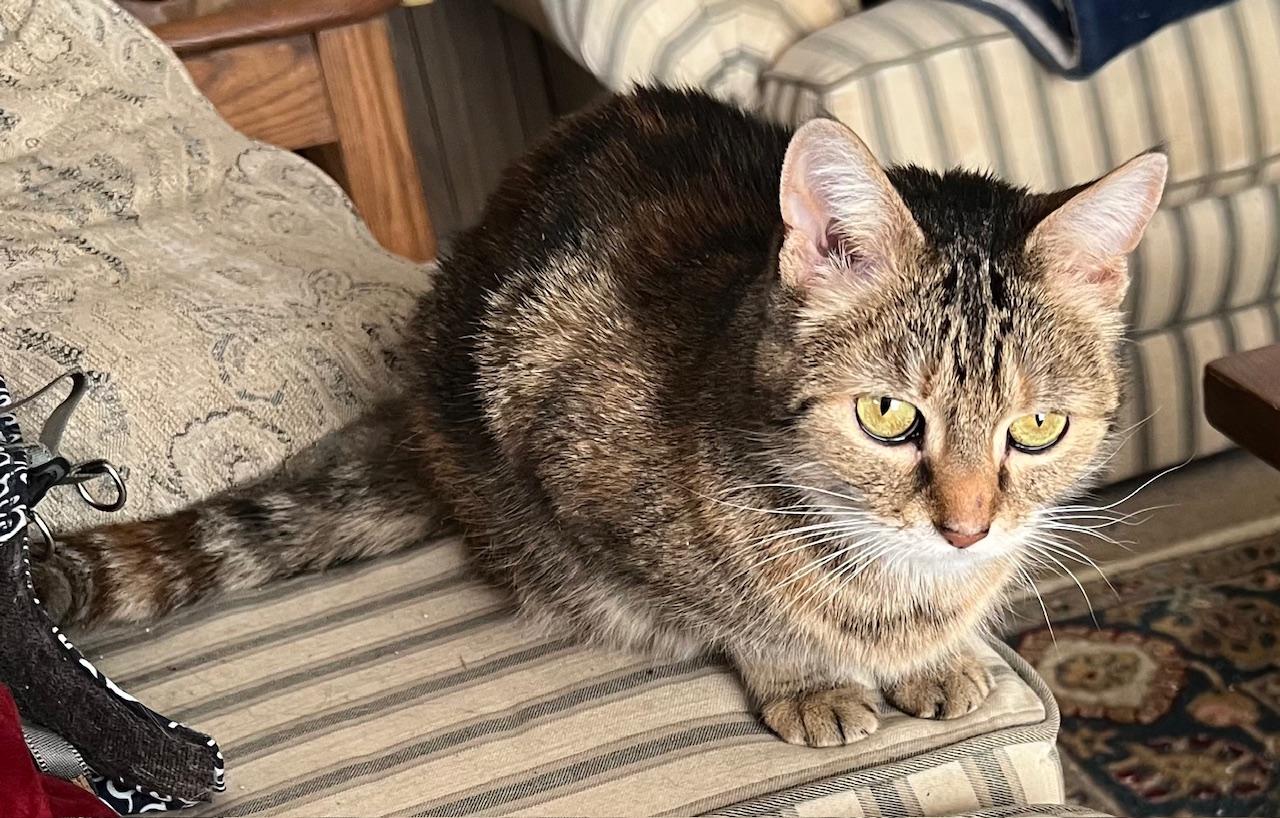 Ting Ting, an adopted mixed breed in Bridgeport, CT image 2/5