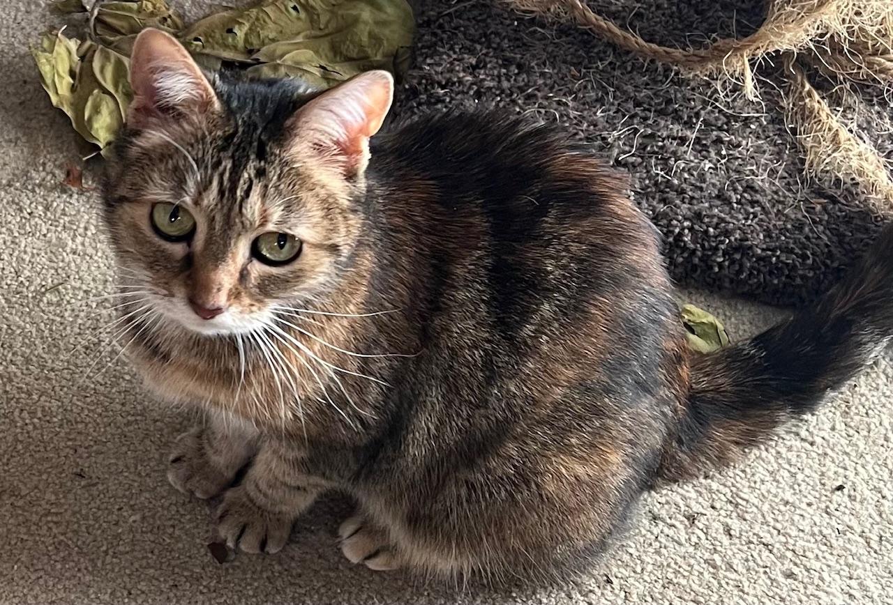 Ting Ting, an adopted mixed breed in Bridgeport, CT image 4/5