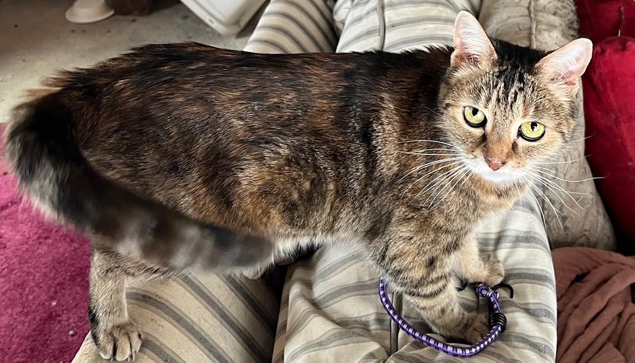 Ting Ting, an adopted mixed breed in Bridgeport, CT image 5/5